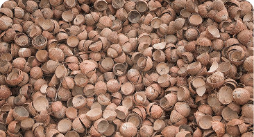Why Coconut Shell-Based Activated Carbon is the Future of Filtration.
